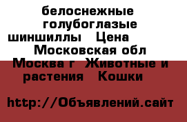 белоснежные  голубоглазые шиншиллы › Цена ­ 12 000 - Московская обл., Москва г. Животные и растения » Кошки   